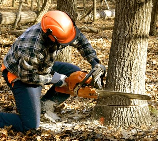 Tree Removal in South Windham, CT